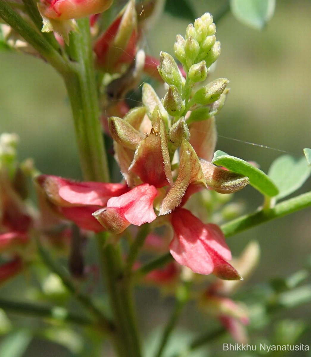 Indigofera wightii Graham ex Wight & Arn.